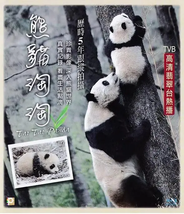 《熊猫淘淘》：萌化你的心！在呼吸之间感受自然，一场关于文化开年的治愈之旅